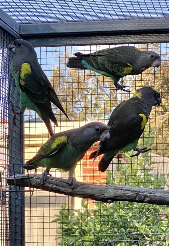 Meyers parrots