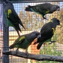 Meyers parrots