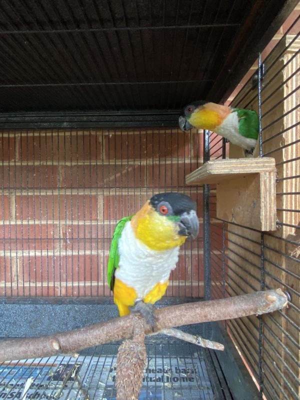 Black headed caiques