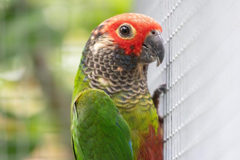 Roseifrons conures