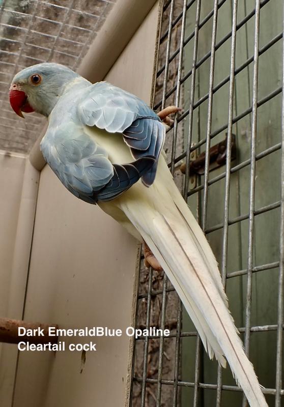 INDIAN RINGNECK MUTATIONS