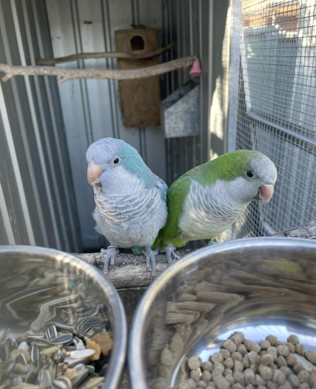 Breeding pair of quakers