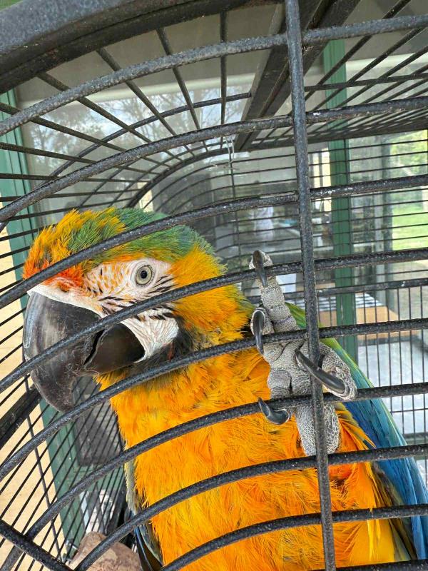 Wtb a 2-3 yr Catalina macaw female