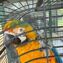 Wtb a 2-3 yr Catalina macaw female