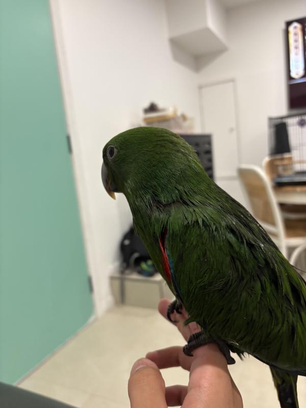 Baby male eclectus