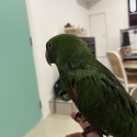 Baby male eclectus