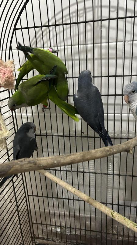 Quaker cock birds for sale