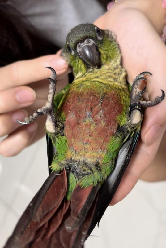 HR hydrid GC conures for sale