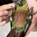 HR hydrid GC conures for sale
