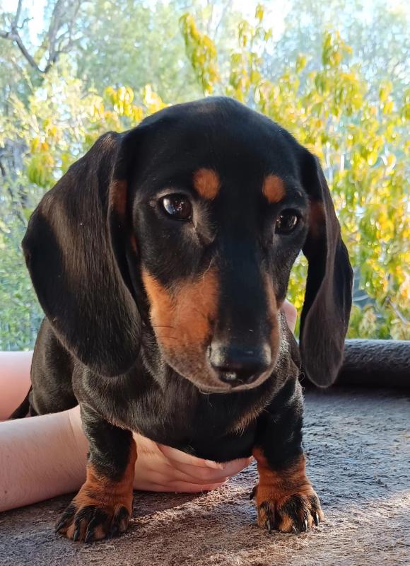 MINI DACHSHUND Male ready for new home