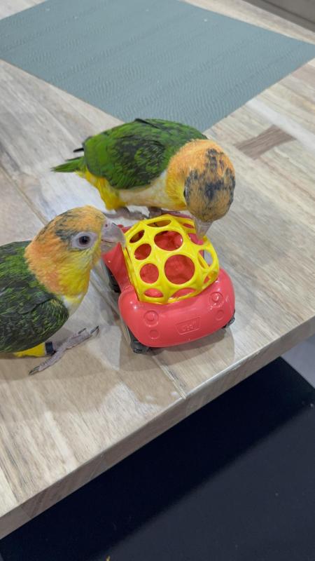 Hand Raised White Bellied Caique