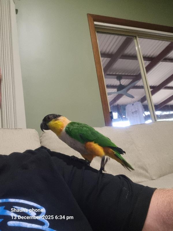 Black headed Caique