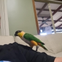Black headed Caique