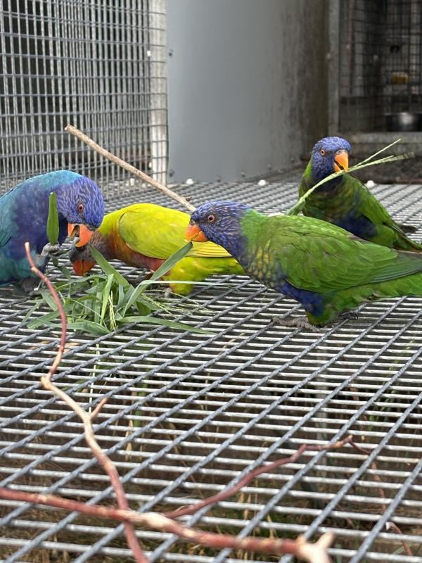 Blue rainbows, combos and splits