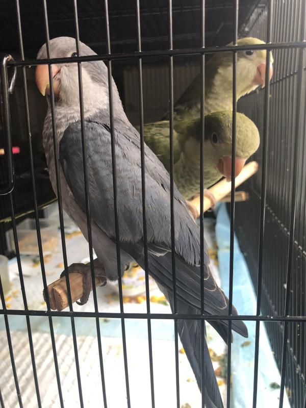 Double Split Quakers