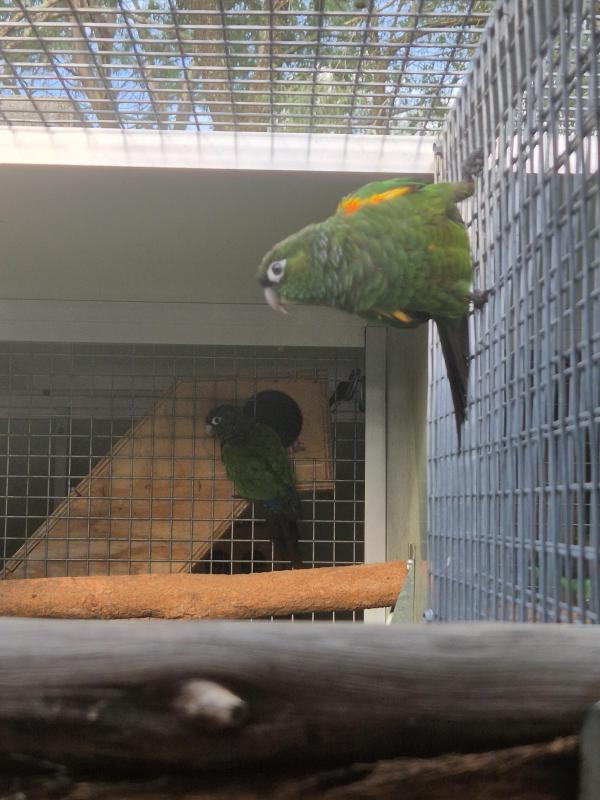 Fiery shouldered conure pair