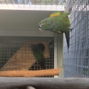 Fiery shouldered conure pair