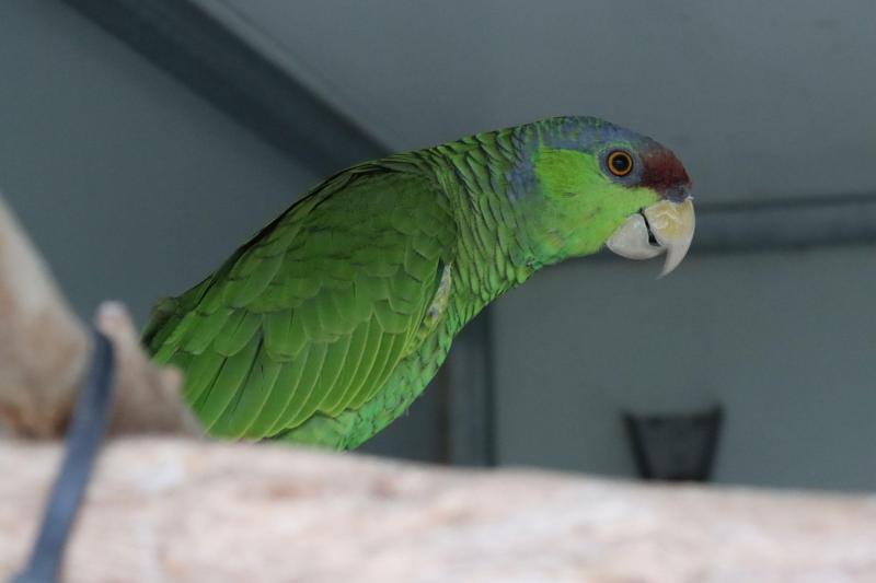 Lilac Crowned Amazon