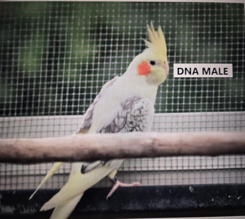 DNA Cockatiel Male