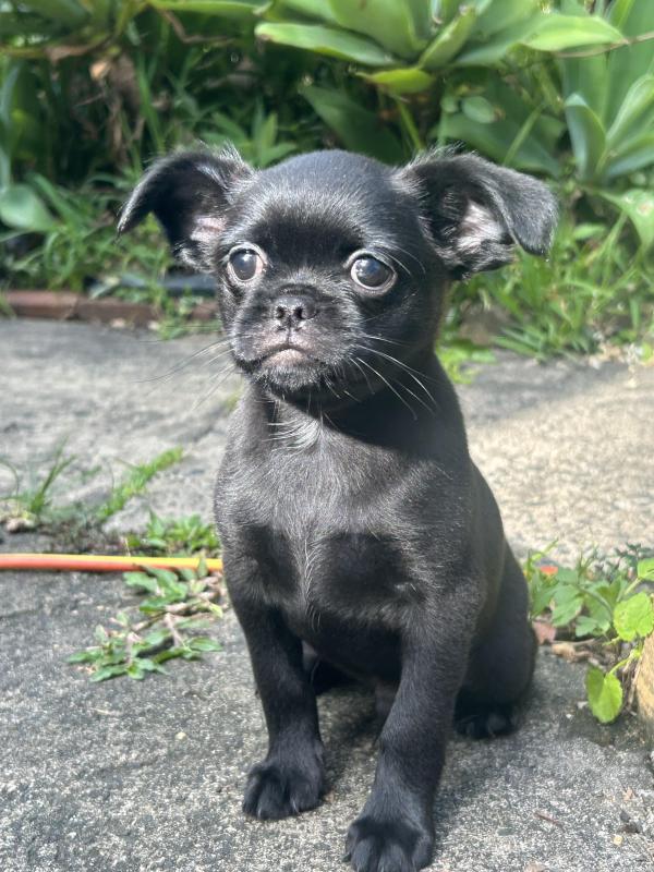 Griffon x male puppy ready now