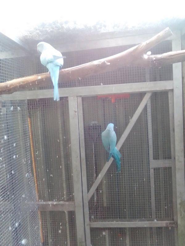 Indian Ringneck Pair's For Sale