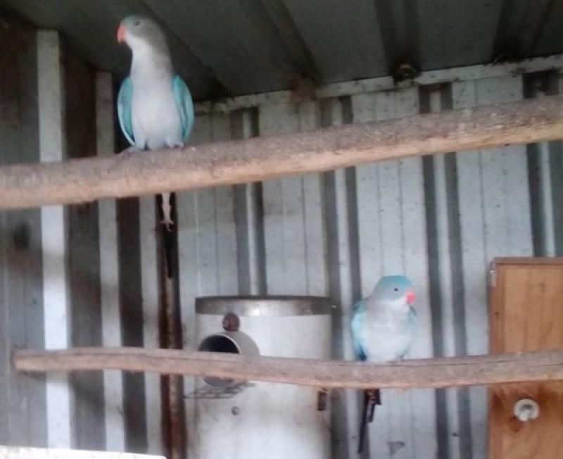 Princess Parrot Pair's For Sale