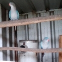 Princess Parrot Pair's For Sale