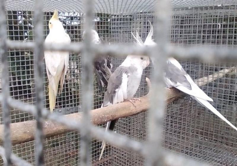 Cockatiel Pairs & Suspended Aviary For Sale