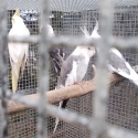 Cockatiel Pairs & Suspended Aviary For Sale