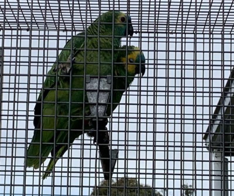 Blue Front Amazon Pair For Sale