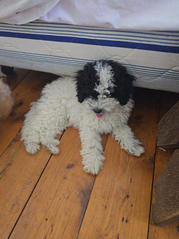 Parti Poodles Apricot small Toy poodles