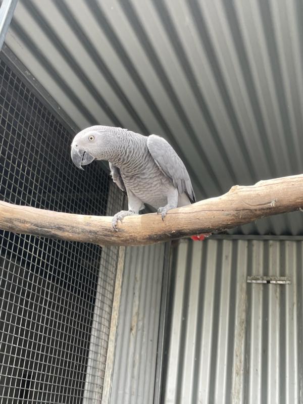 2 year old African grey hen