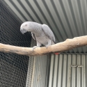 2 year old African grey hen