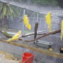 ALEXANDRINE PAIRS Blue and gold macaws African greys breeding pairs