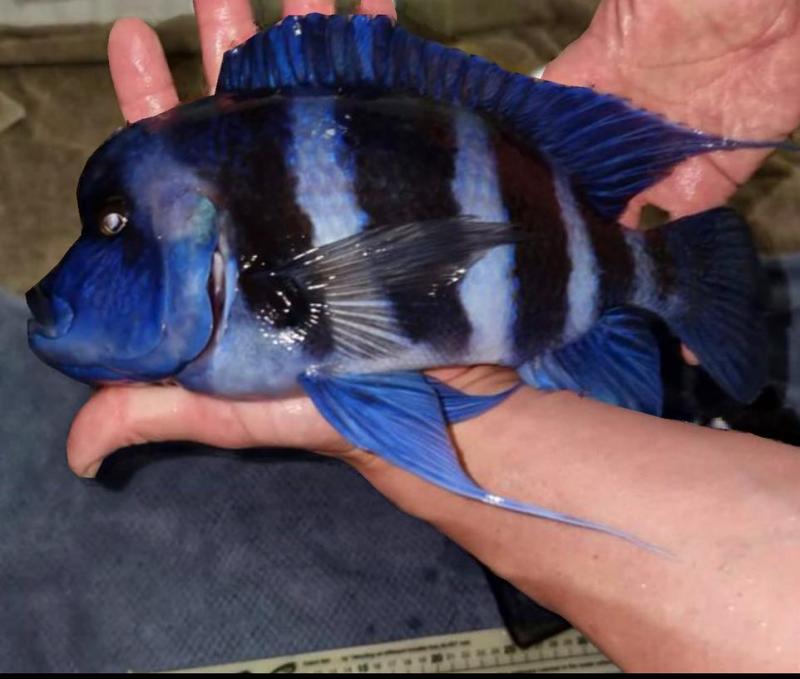 19 blue zaire Chumbu f1 Frontosa