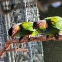 Blue-throated Conures