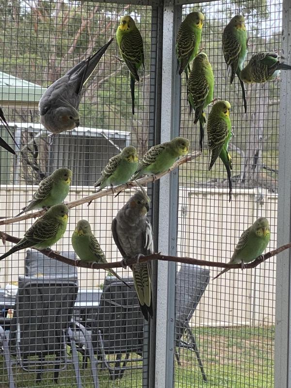 Pure normal Bush Budgies