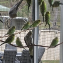 Pure normal Bush Budgies
