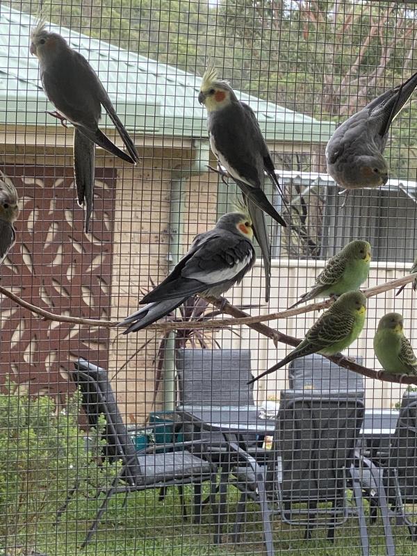 Pure normal Cockatiels