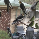 Pure normal Cockatiels