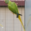 OPALINE CLEARTAIL INDIAN RINGNECKS