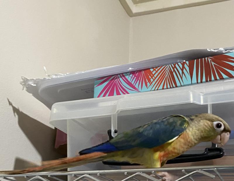 Hand raised Half sider Violet turquoise conure