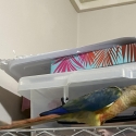 Hand raised Half sider Violet turquoise conure