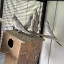 whiteface olive cockatiels  young ones