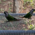 PEARLY CONURES