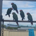 Rose Crown Conures