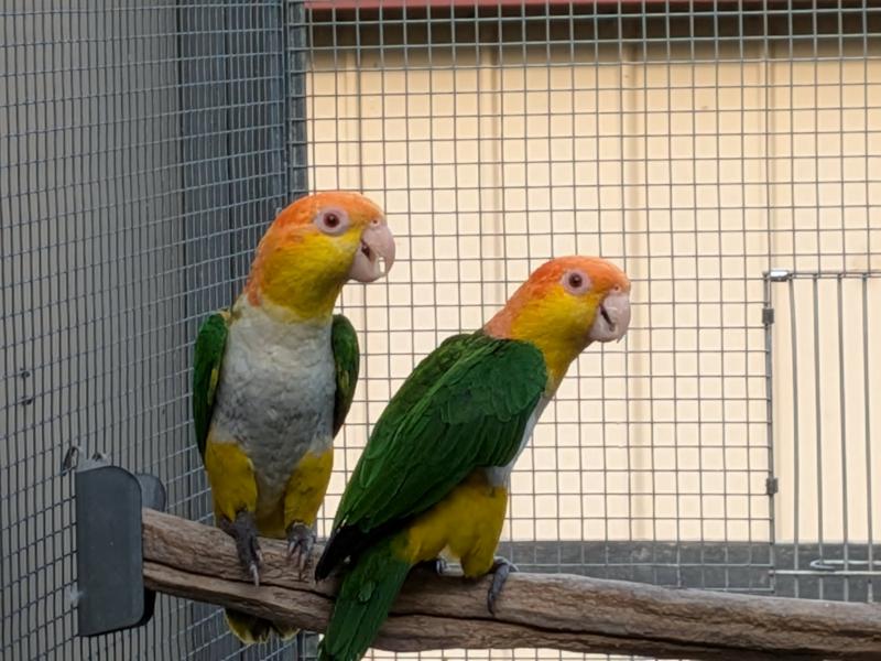 PROVEN BREEDING PAIR WHITE BELLIED CAIQUES