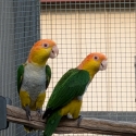 PROVEN BREEDING PAIR WHITE BELLIED CAIQUES