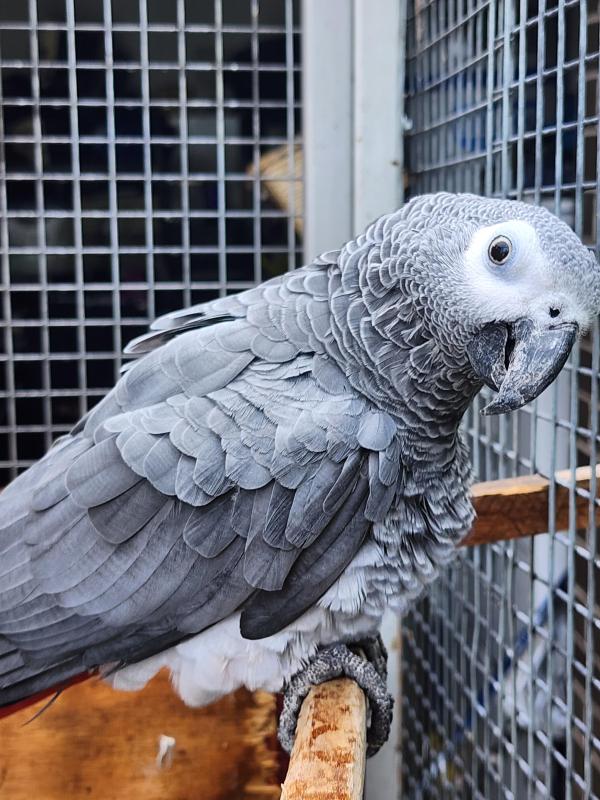 African grey pair swap blue lorries