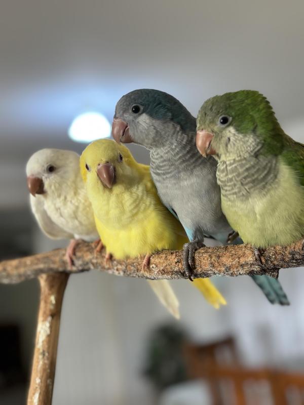 Quakers hand raised dna